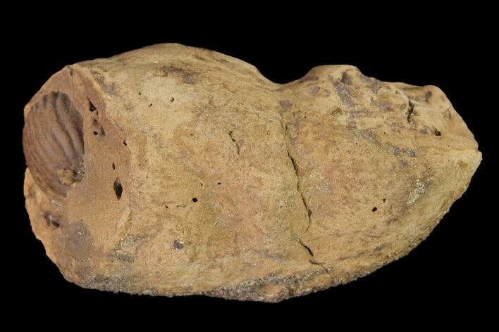 Cretaceous Coprolite (Poop) With Seed? - Judith River Formation #144923
